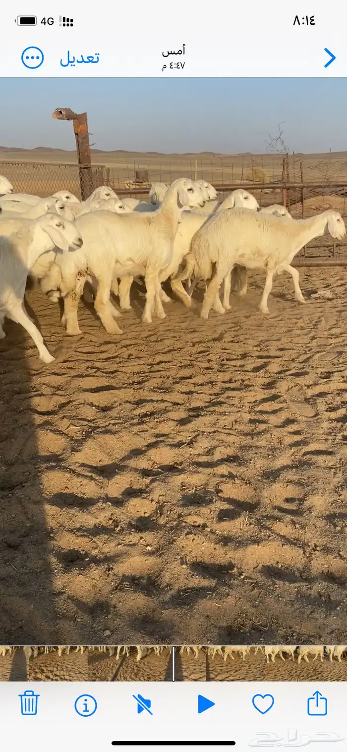 رخال مقاني صنف 5