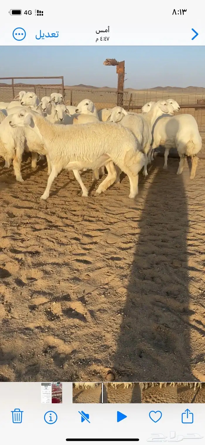 غنم مقاني 4
