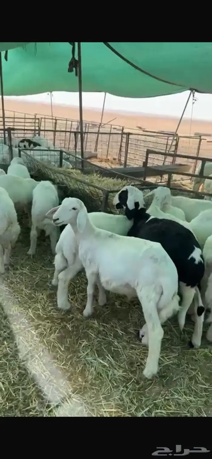 للبيع هرافى حريات 2