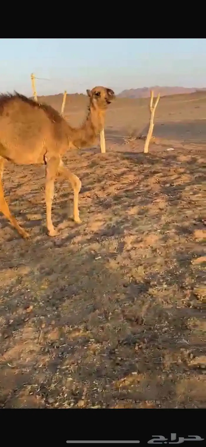 قعود للبيع لموقع العشاش 0