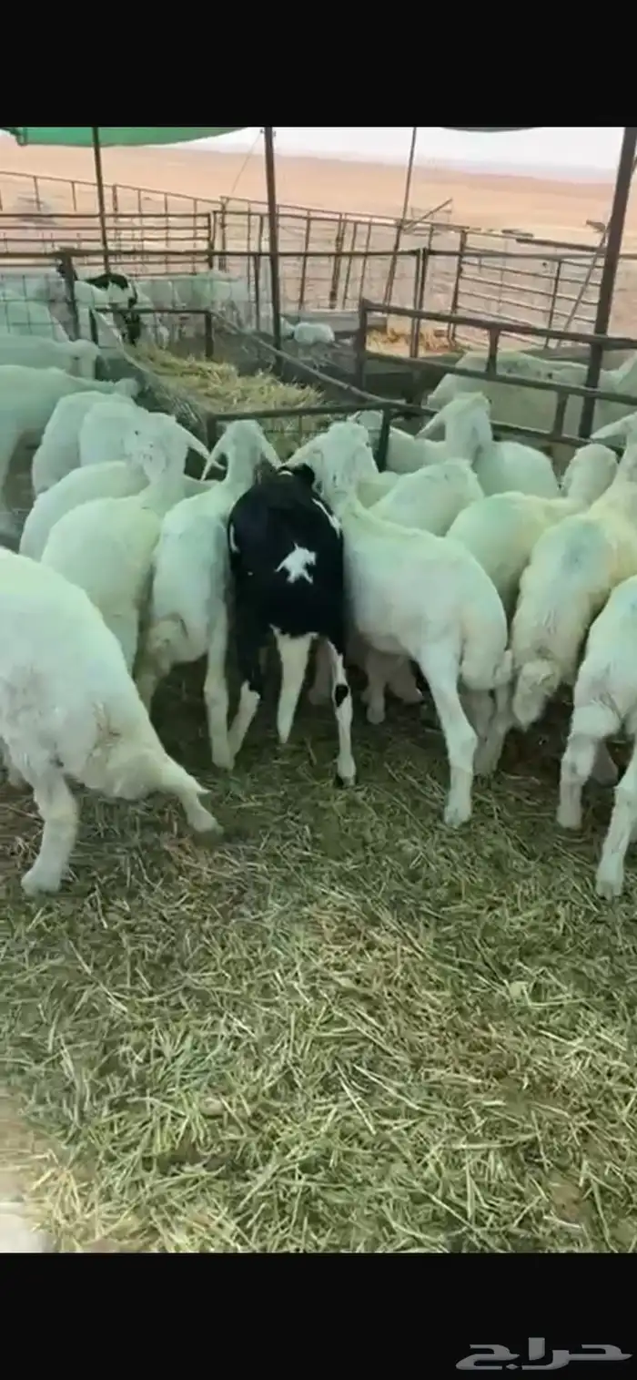 للبيع هرافى حريات 0