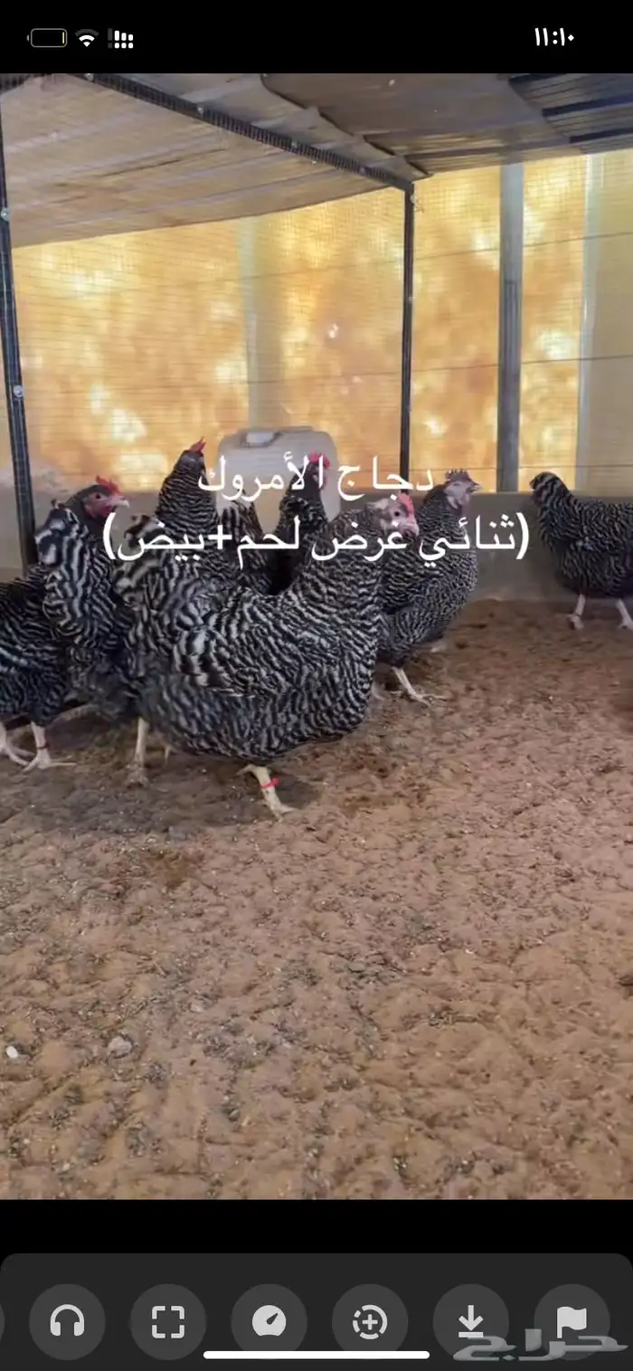 صيصان امروك 0