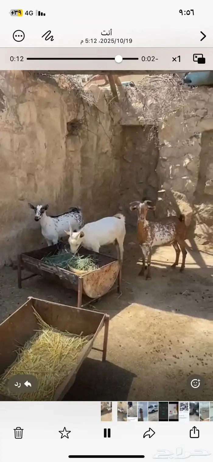 عدد ثلاثه ماعز دفع 0