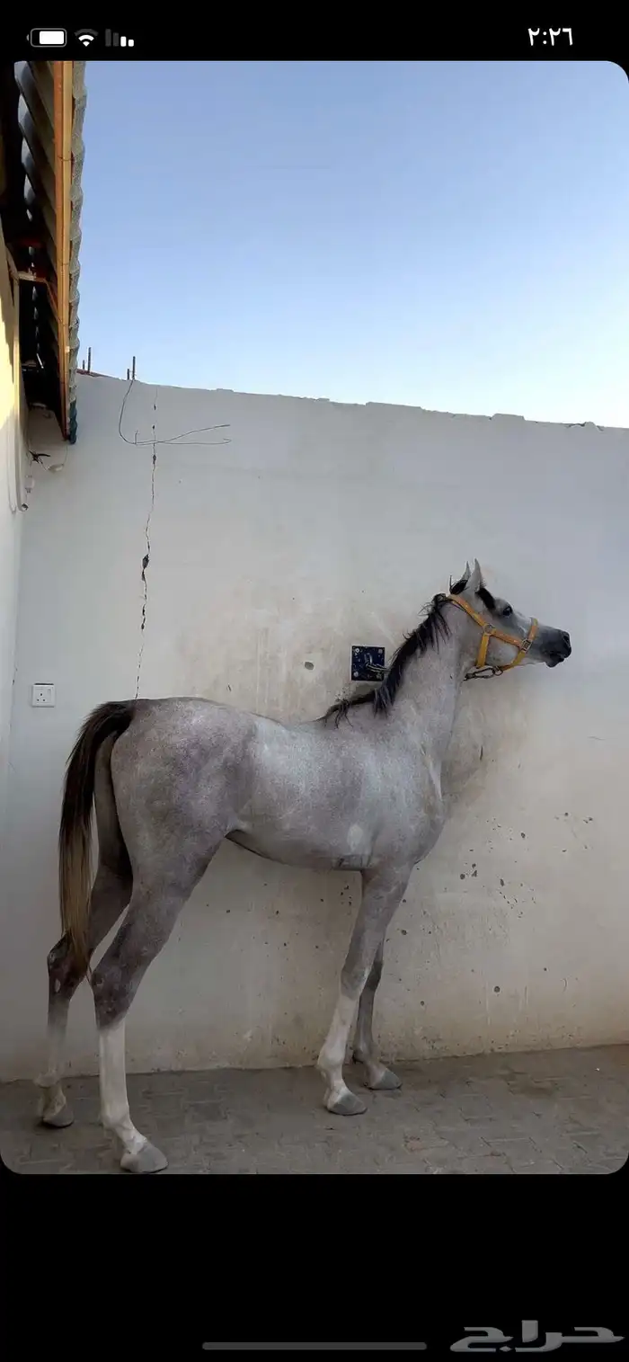 حصان شعبي. شيخ. حق شتويه حصان جمره حار  سست تربيع وسبوق 0