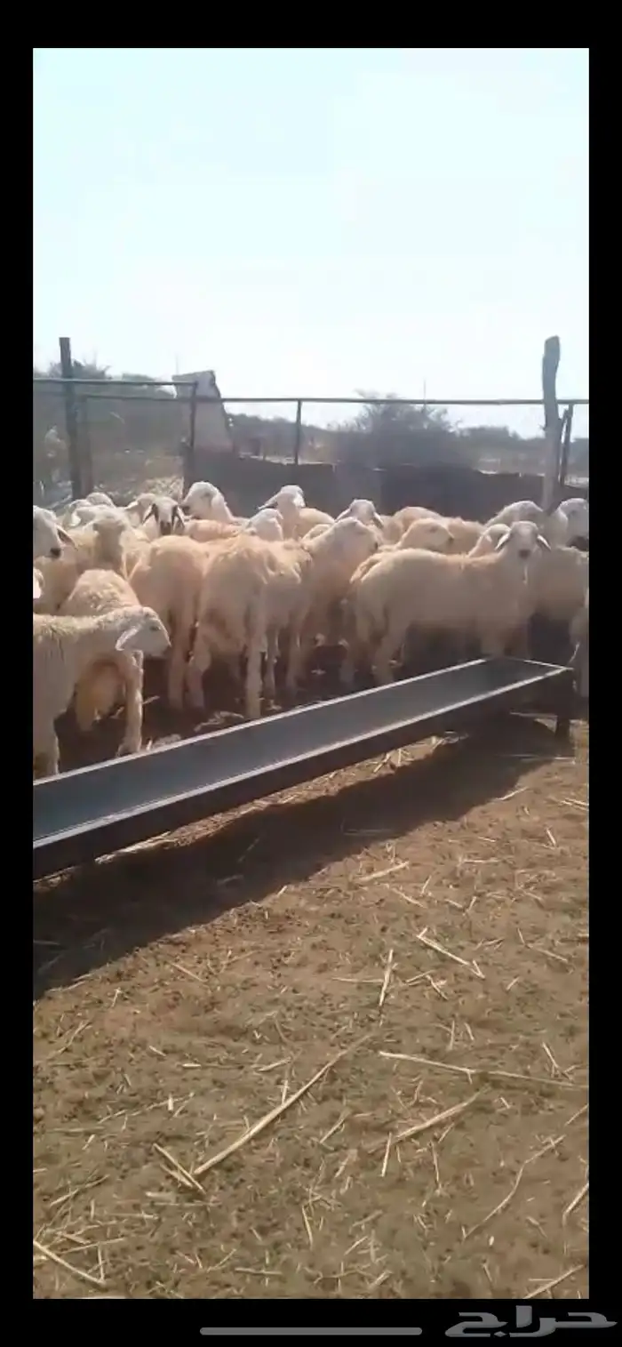 طليان ذبايح 1