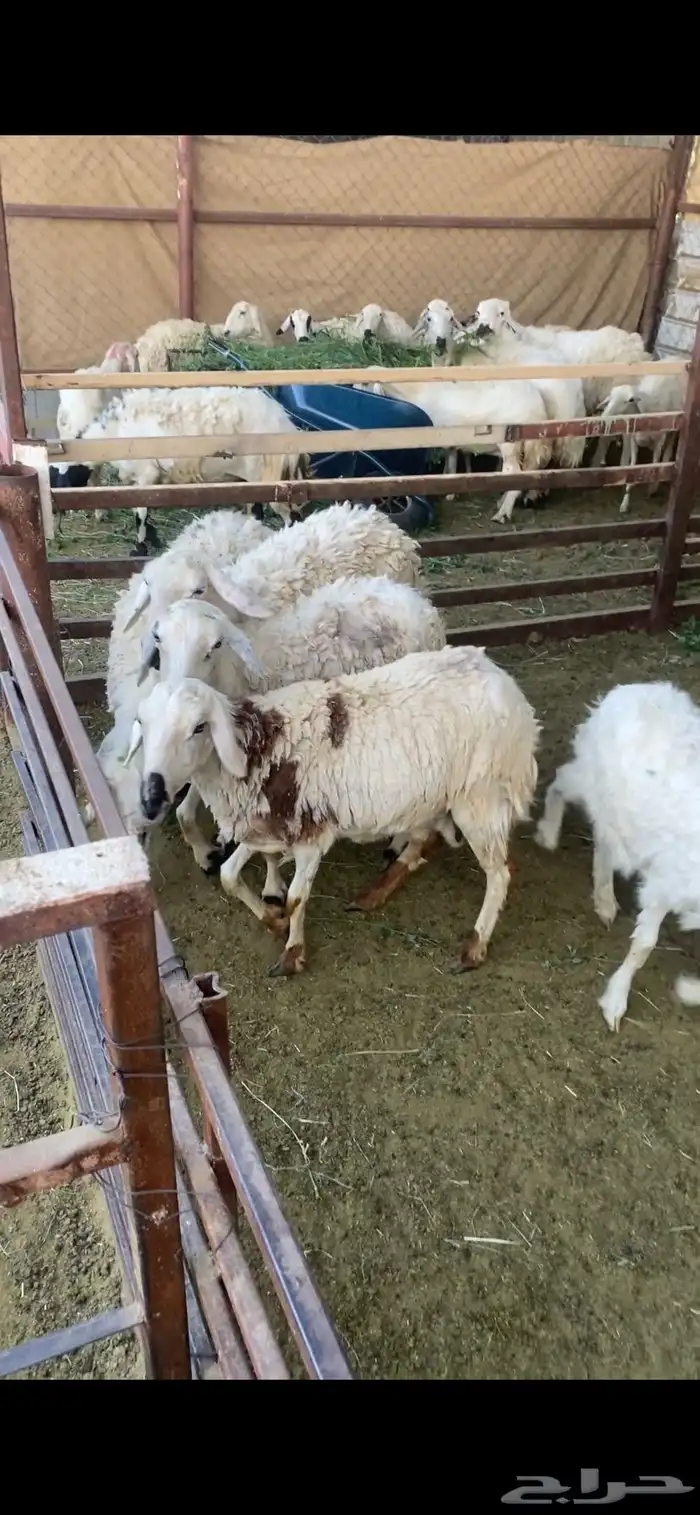 أربع ضان 1