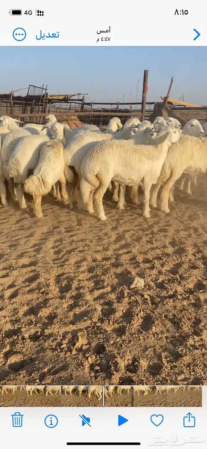 رخال مقاني صنف 0