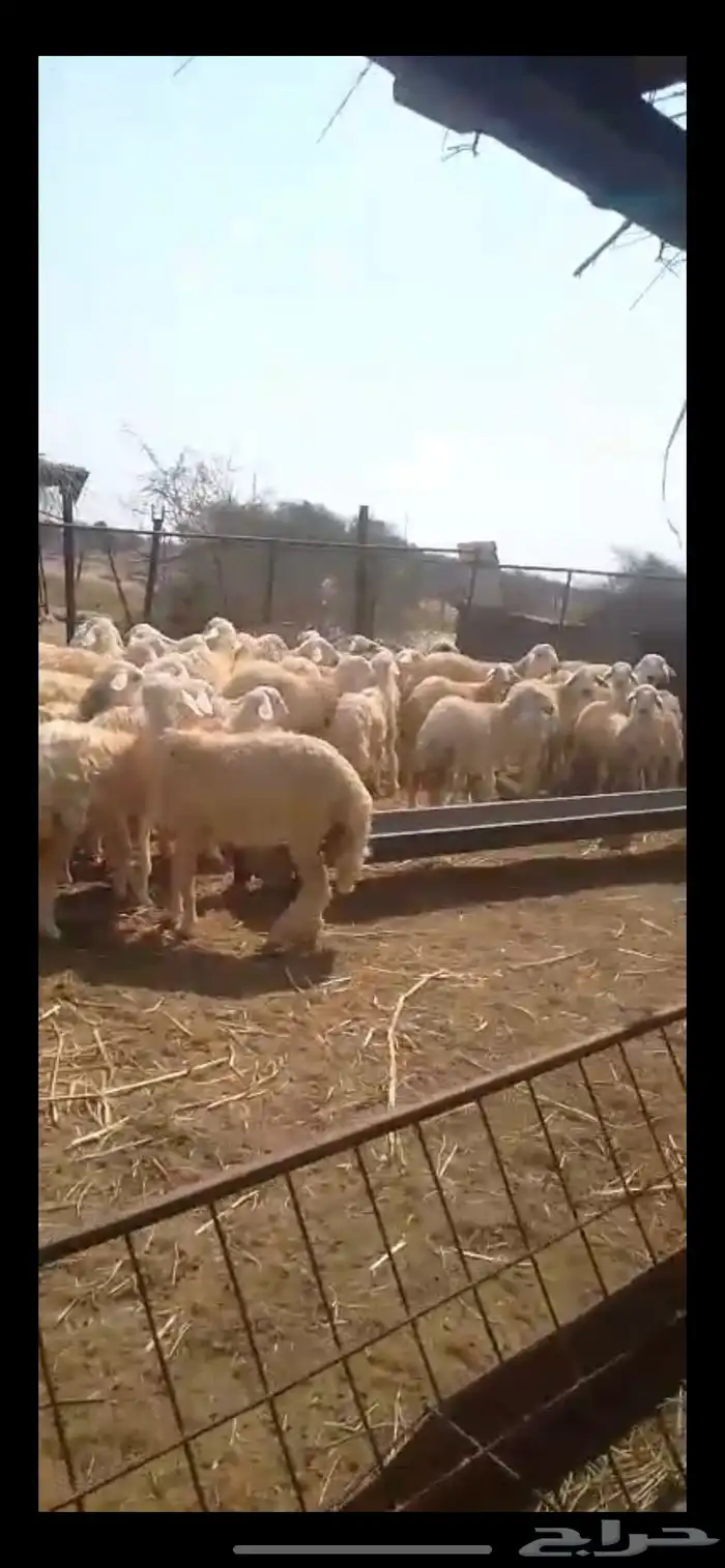 طليان ذبايح 2
