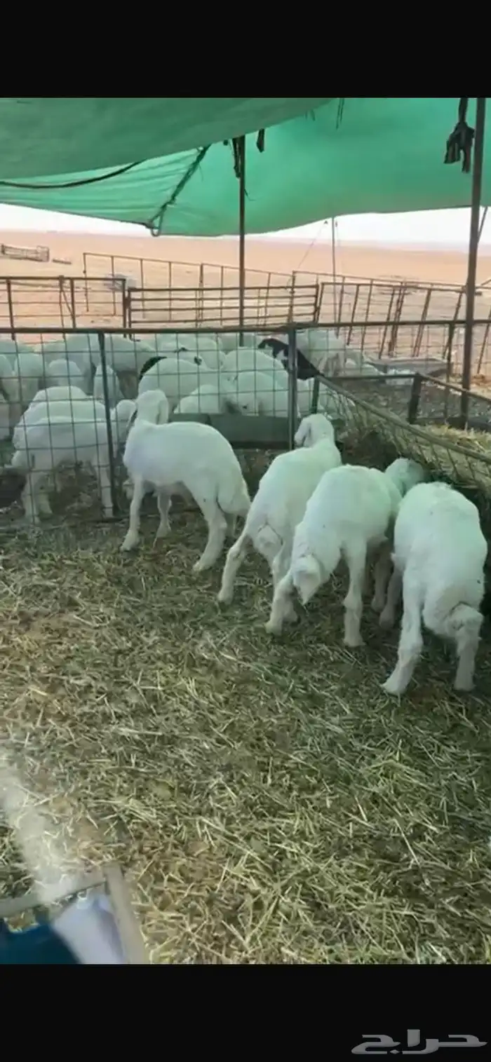 للبيع هرافى حريات 3