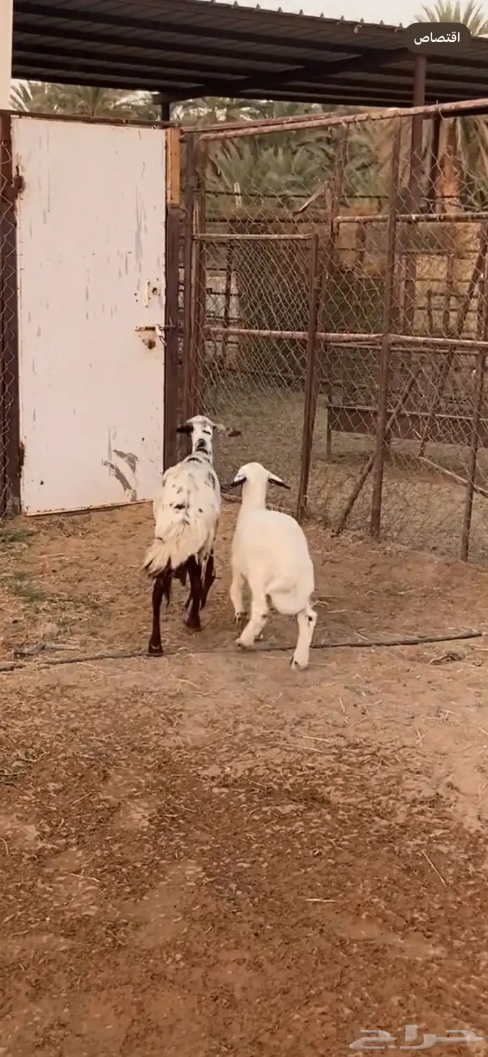 متبع تحتها خروف عمره شهرين 0