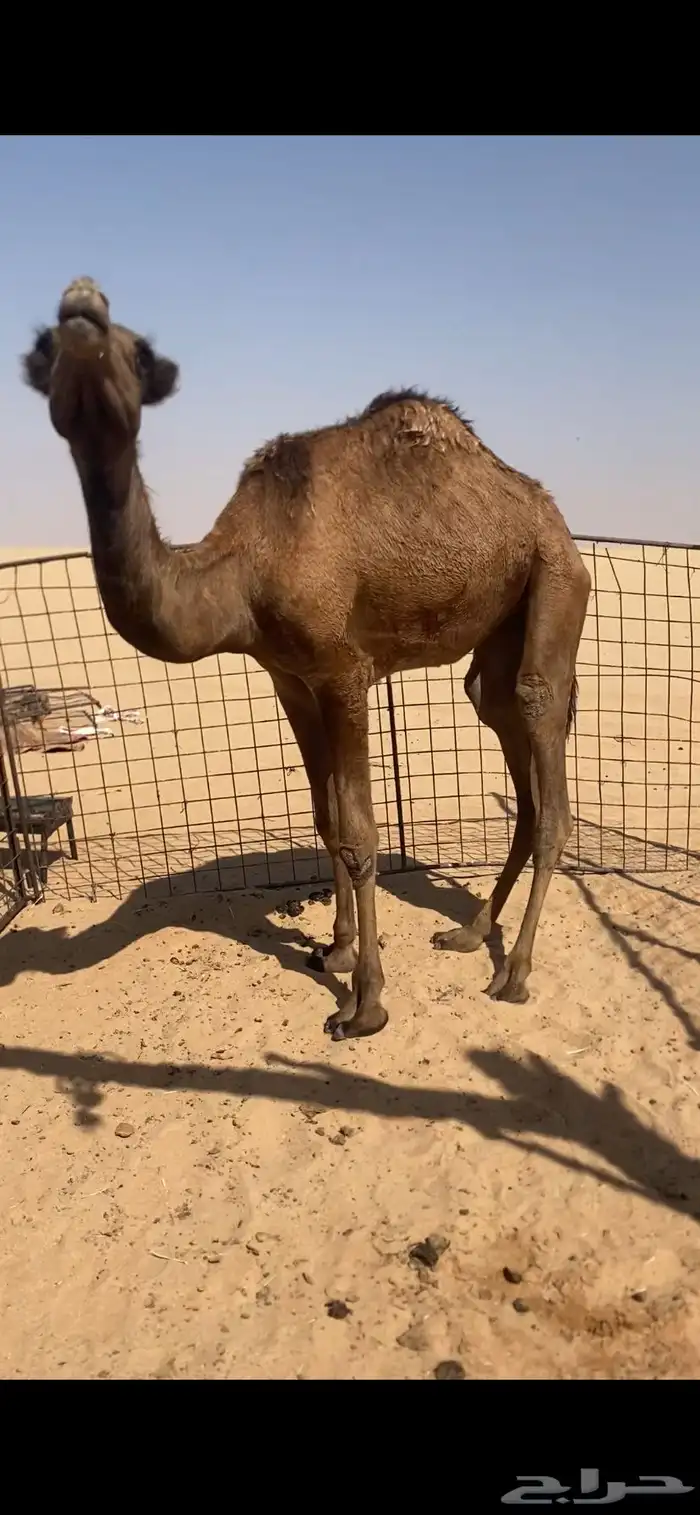 بكره للبيع 2