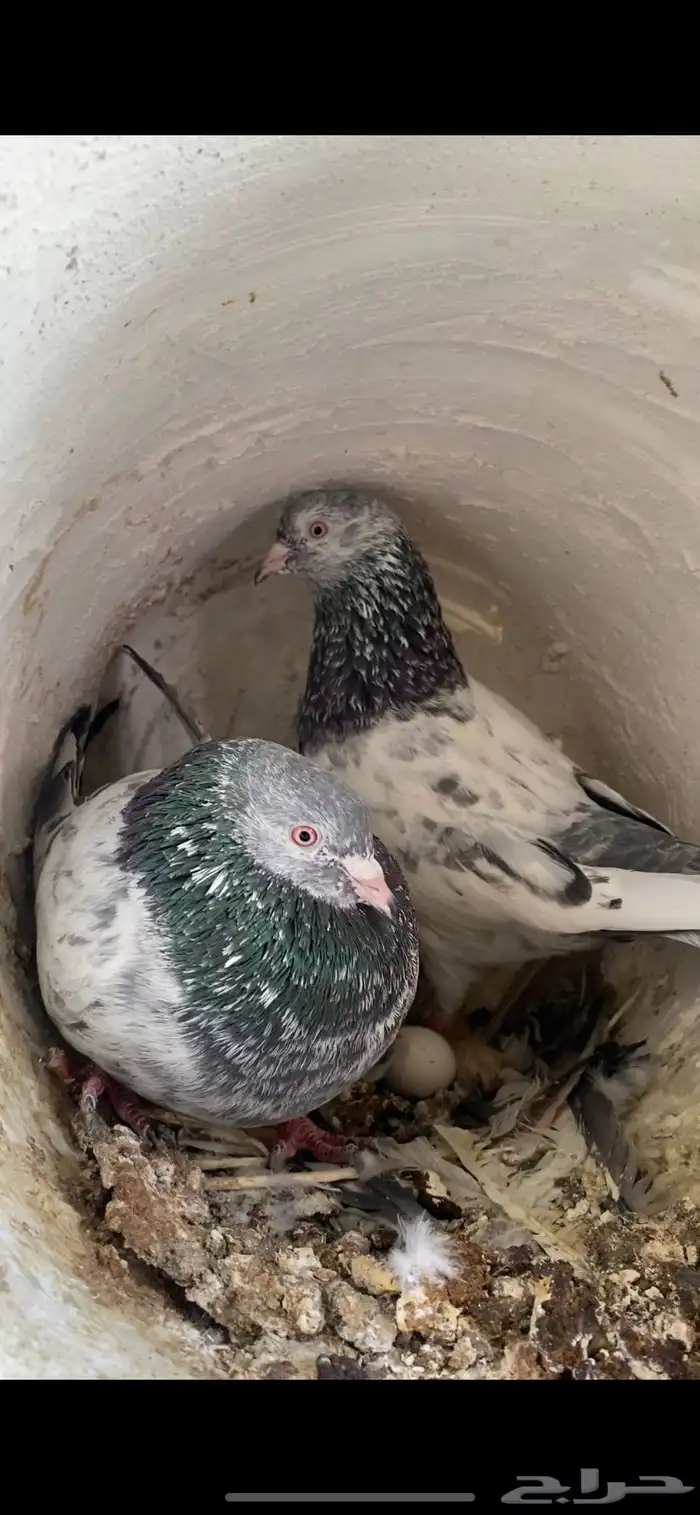 حمام باكستاني 1