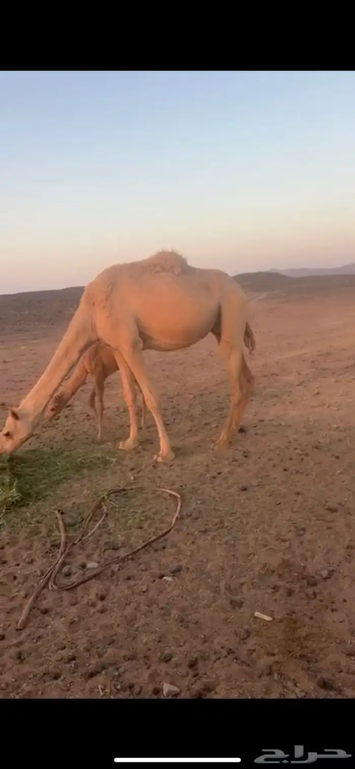 ناقه خلفه 0