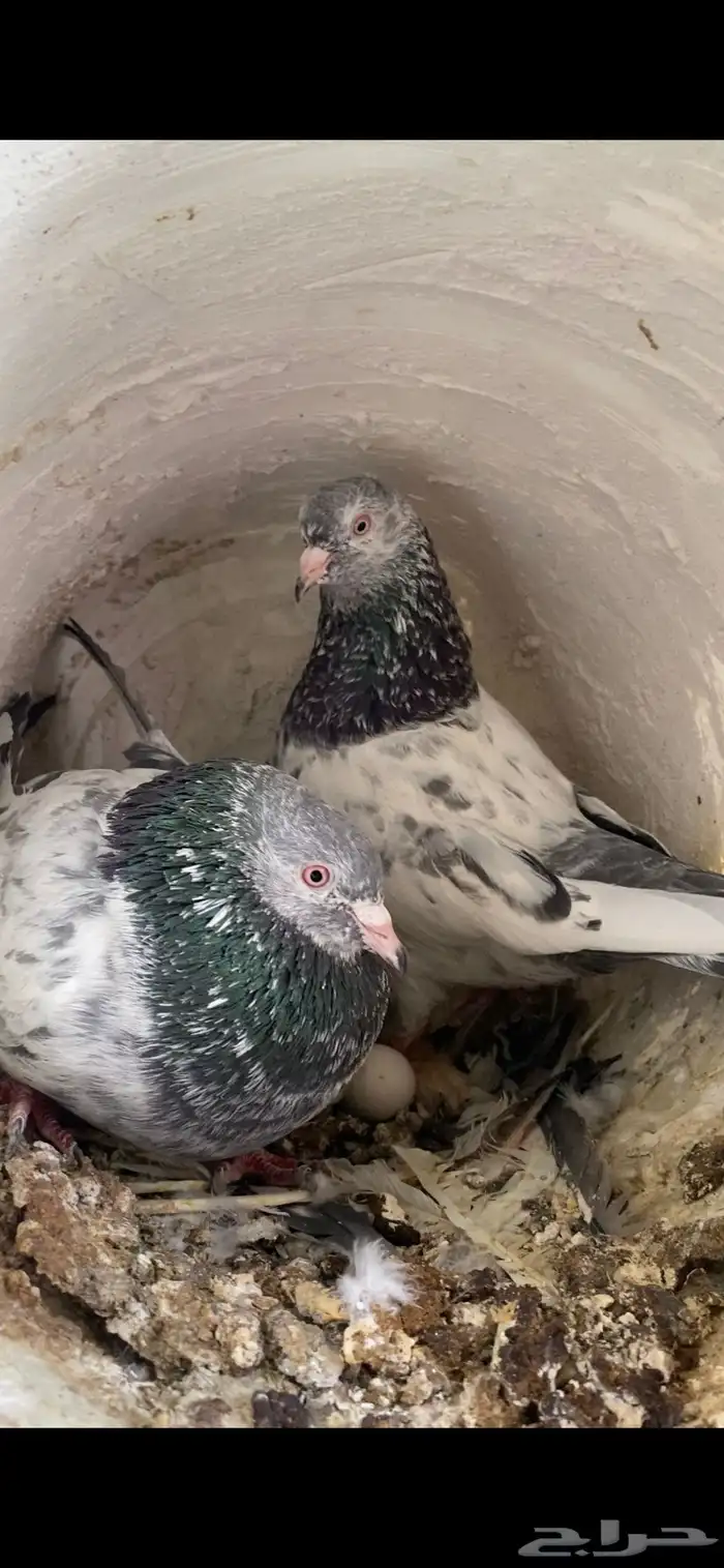 حمام باكستاني 0