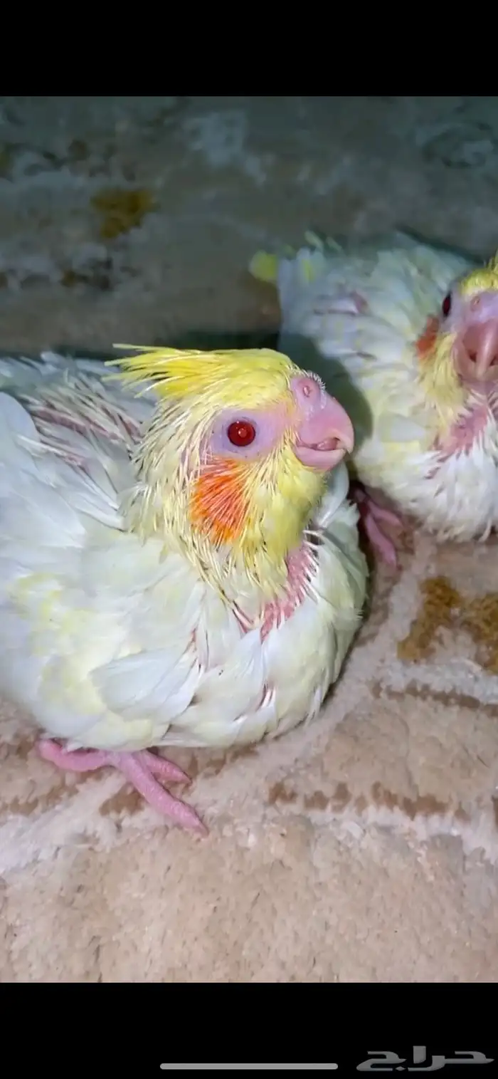 فروخ كوكتيل لاتينو 0