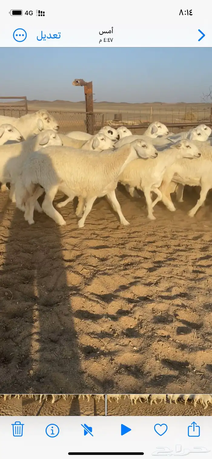 غنم مقاني 2