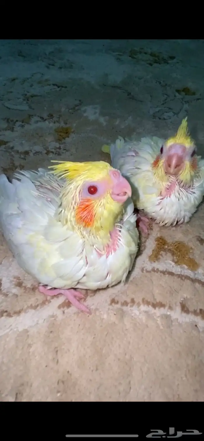 فروخ كوكتيل لاتينو 1