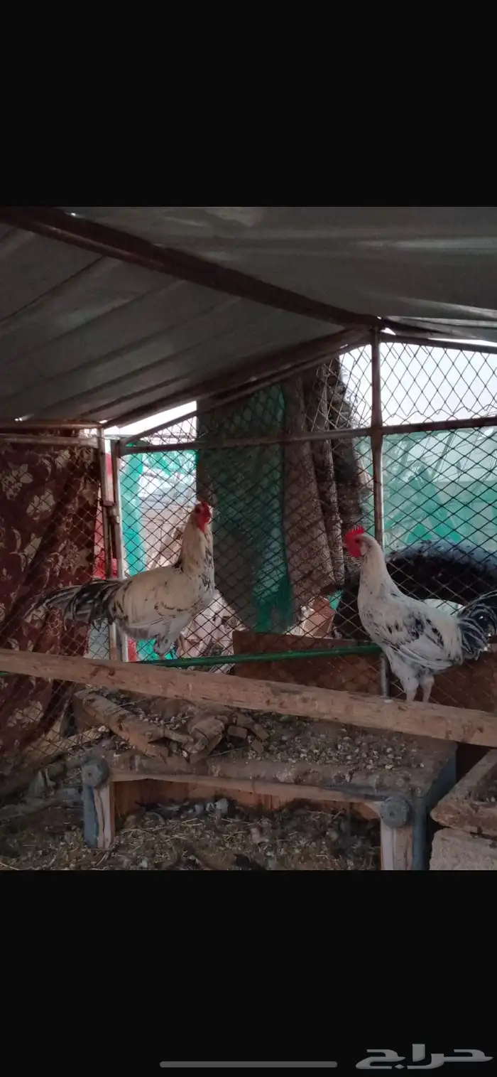 ديك اثنين 1