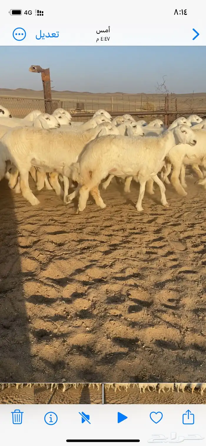 غنم مقاني 5