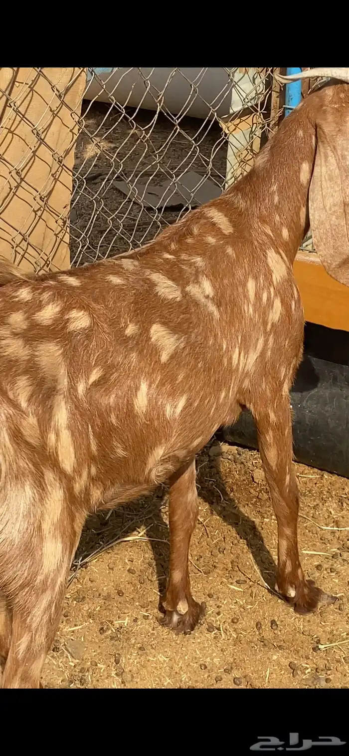 جفرة زينه البيع مضرع 2