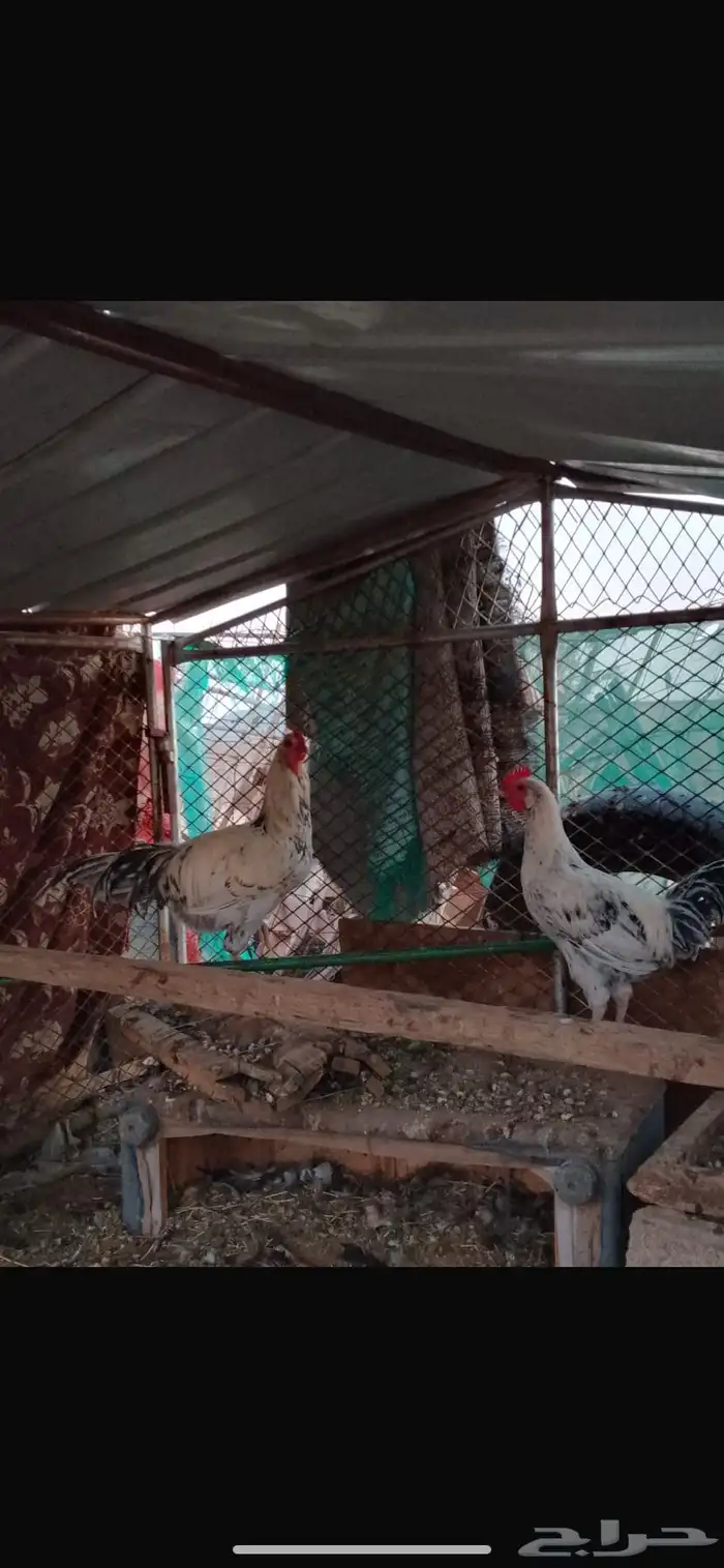 ديك اثنين 0