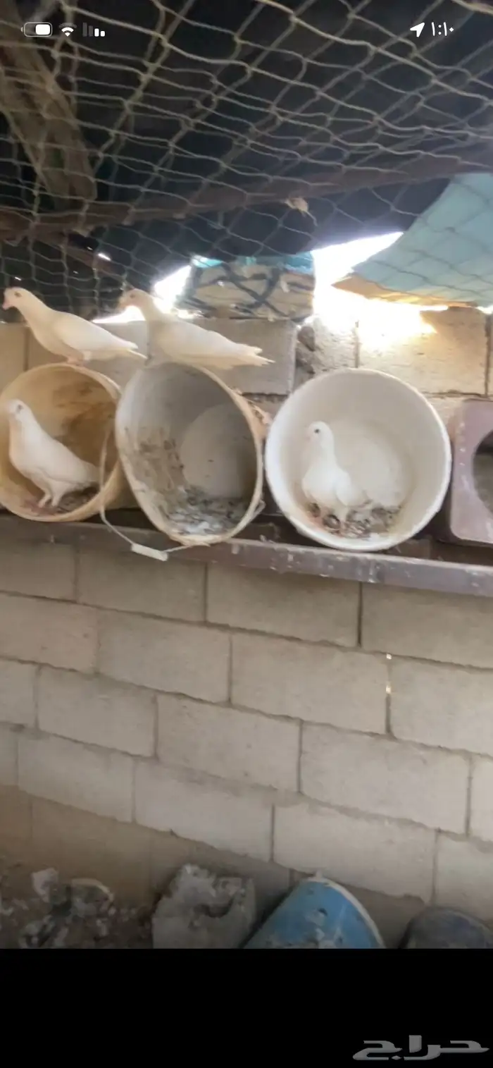 حمام للبيع 6اجواز فرنسي و 2بغدادي الموقع الاكحل 2