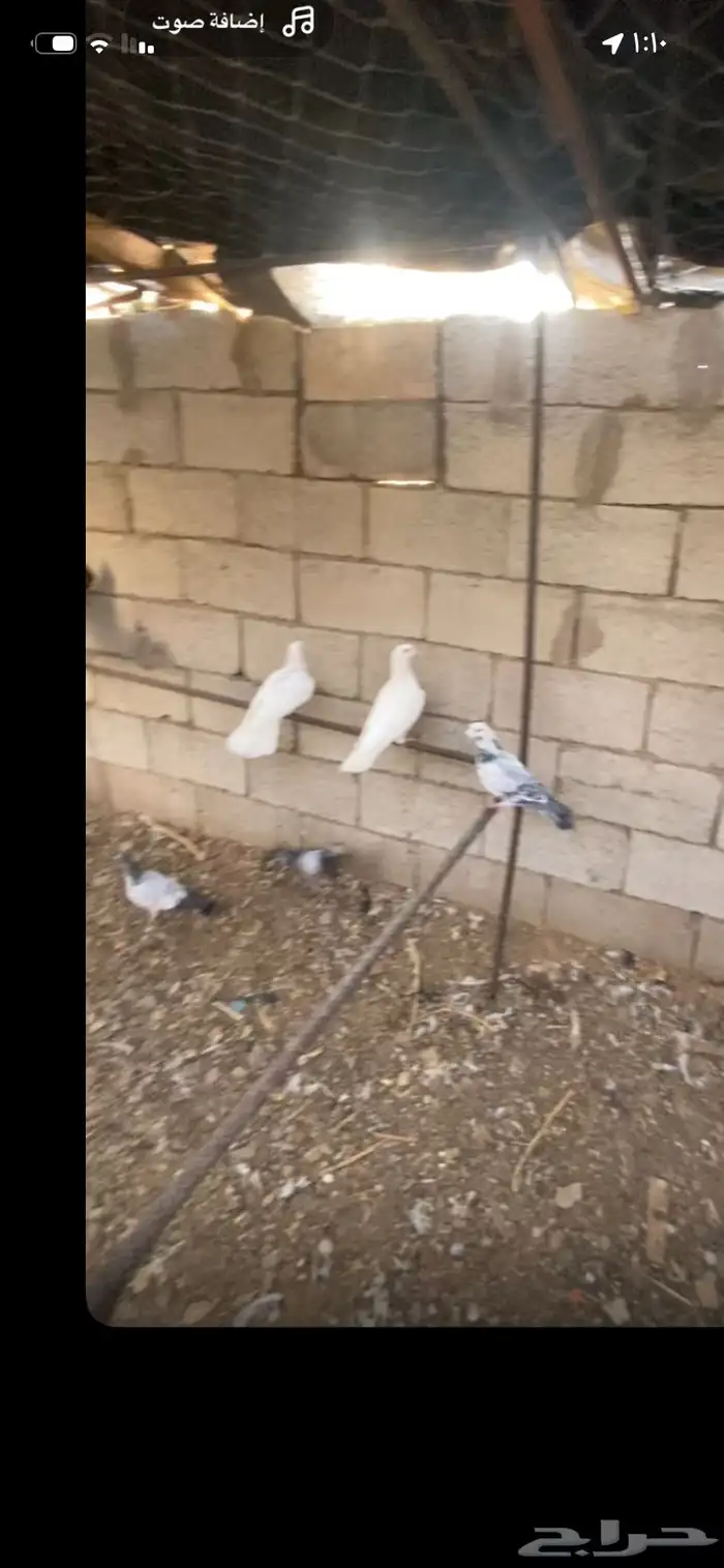 حمام للبيع 6اجواز فرنسي و 2بغدادي الموقع الاكحل 0