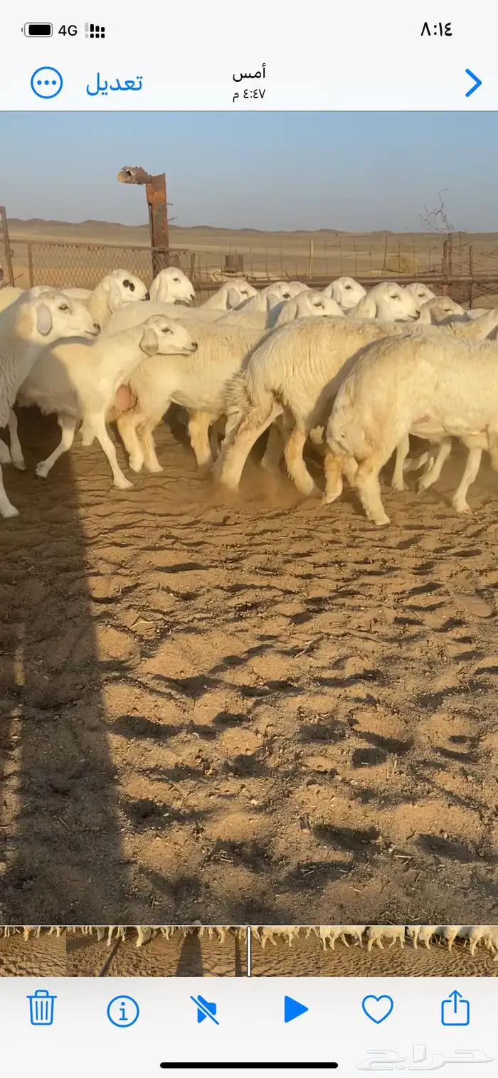 رخال مقاني صنف 2
