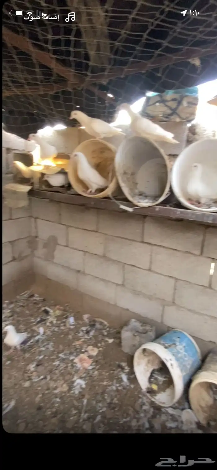 حمام للبيع 6اجواز فرنسي و 2بغدادي الموقع الاكحل 1