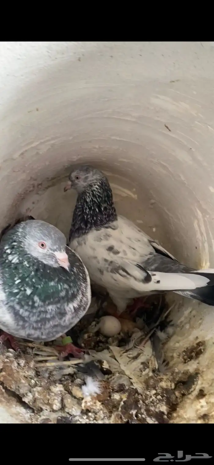 حمام باكستاني 3