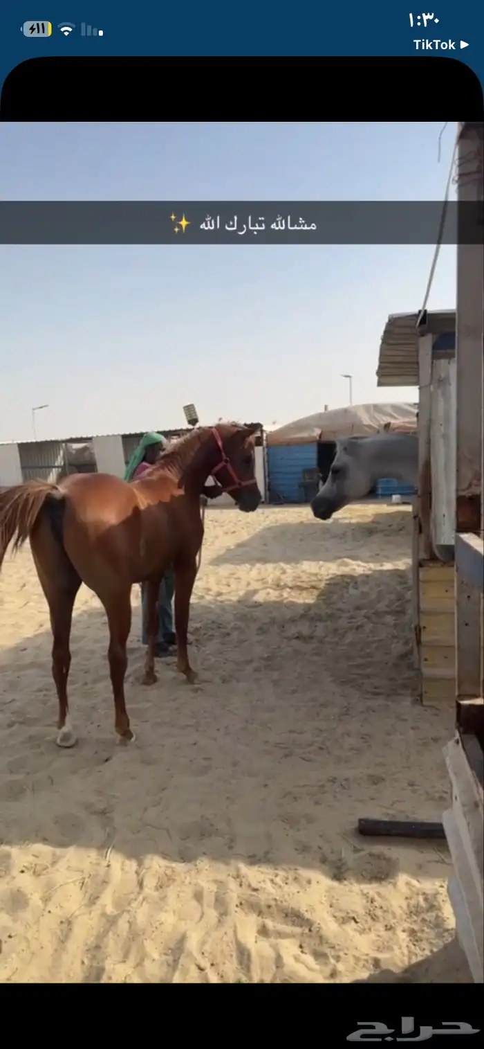 خيل 0