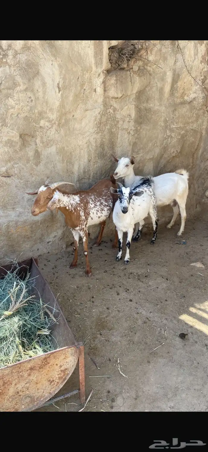 عدد ثلاثه ماعز دفع 1