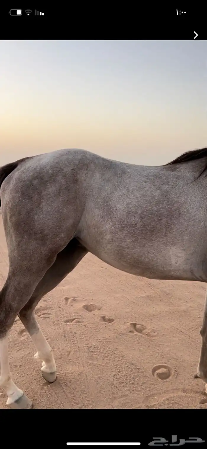 حصان شعبي شيخ. من فواخر الشعبيات. شيخ شيخ طرب وسرعه 3