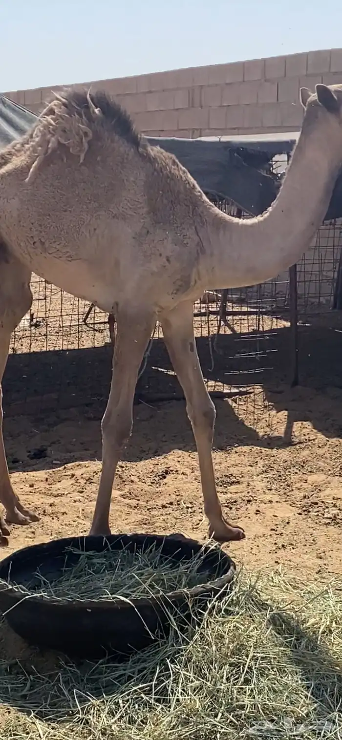 للبيع حاشي العمر 6شهور 0