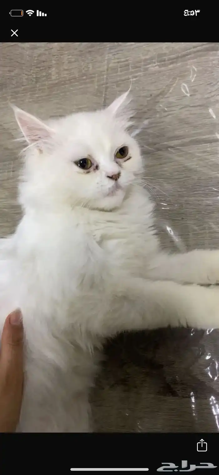 قطه للتبني 0
