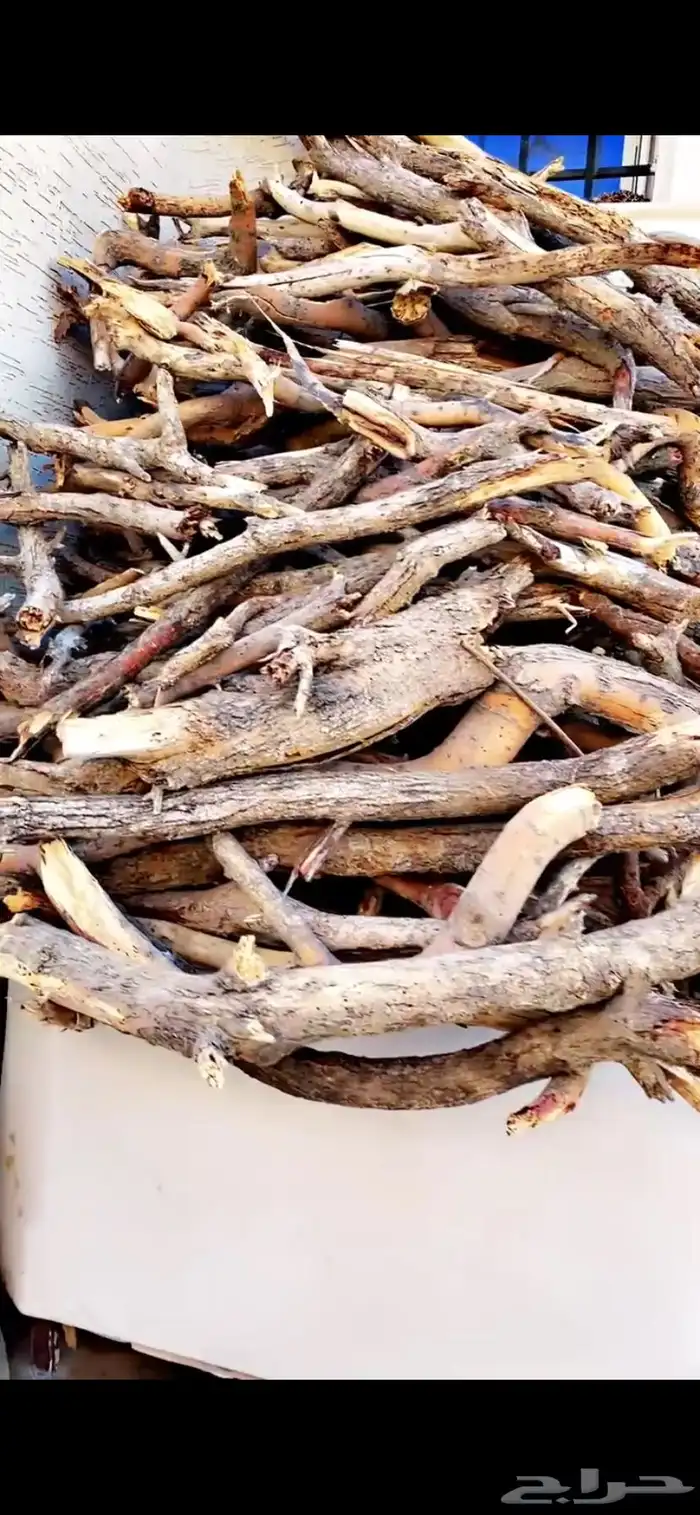 مستورد سمر أفريقي 0