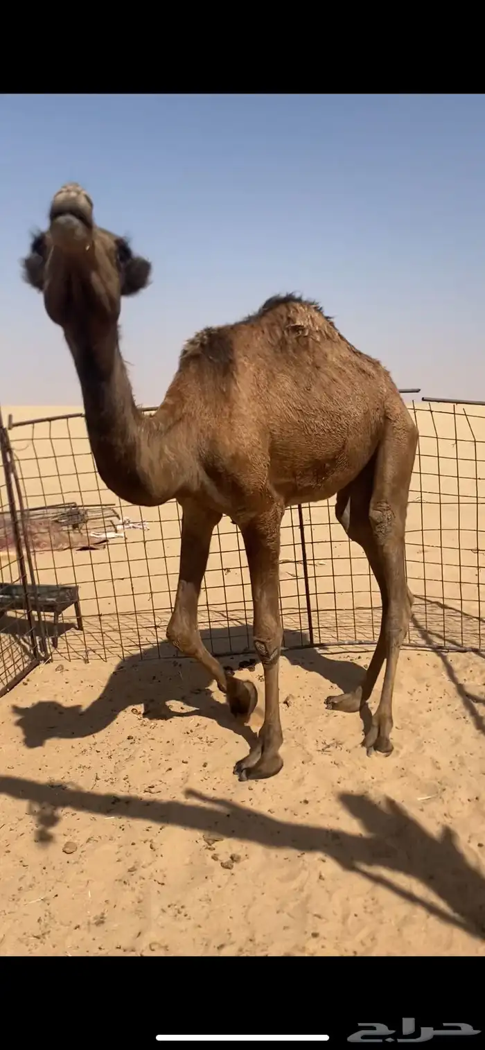 بكره للبيع 0