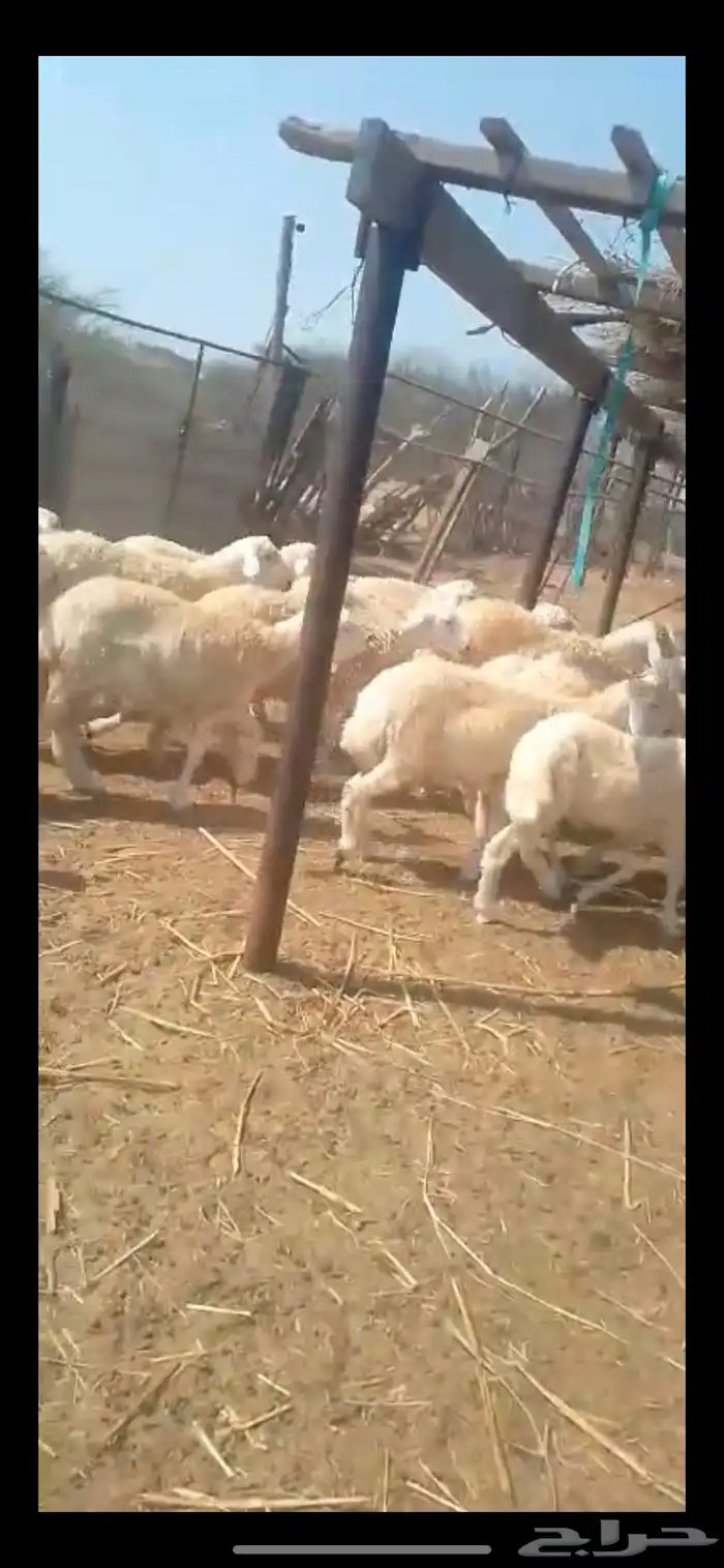 طليان ذبايح 3