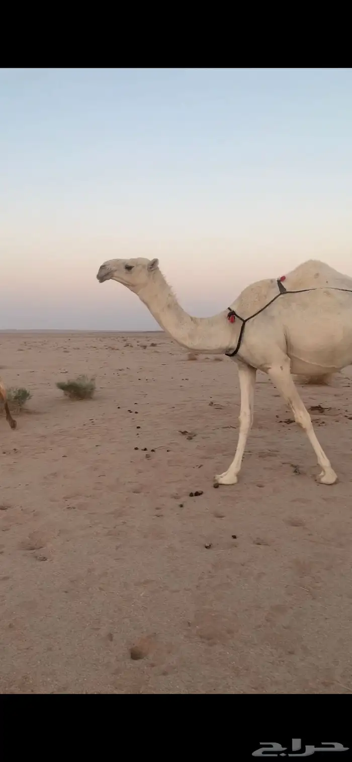 خلفه بكره 0