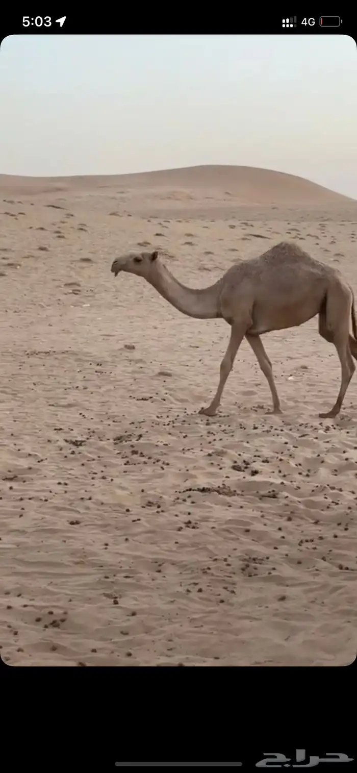 بكره حقه شعلا 0