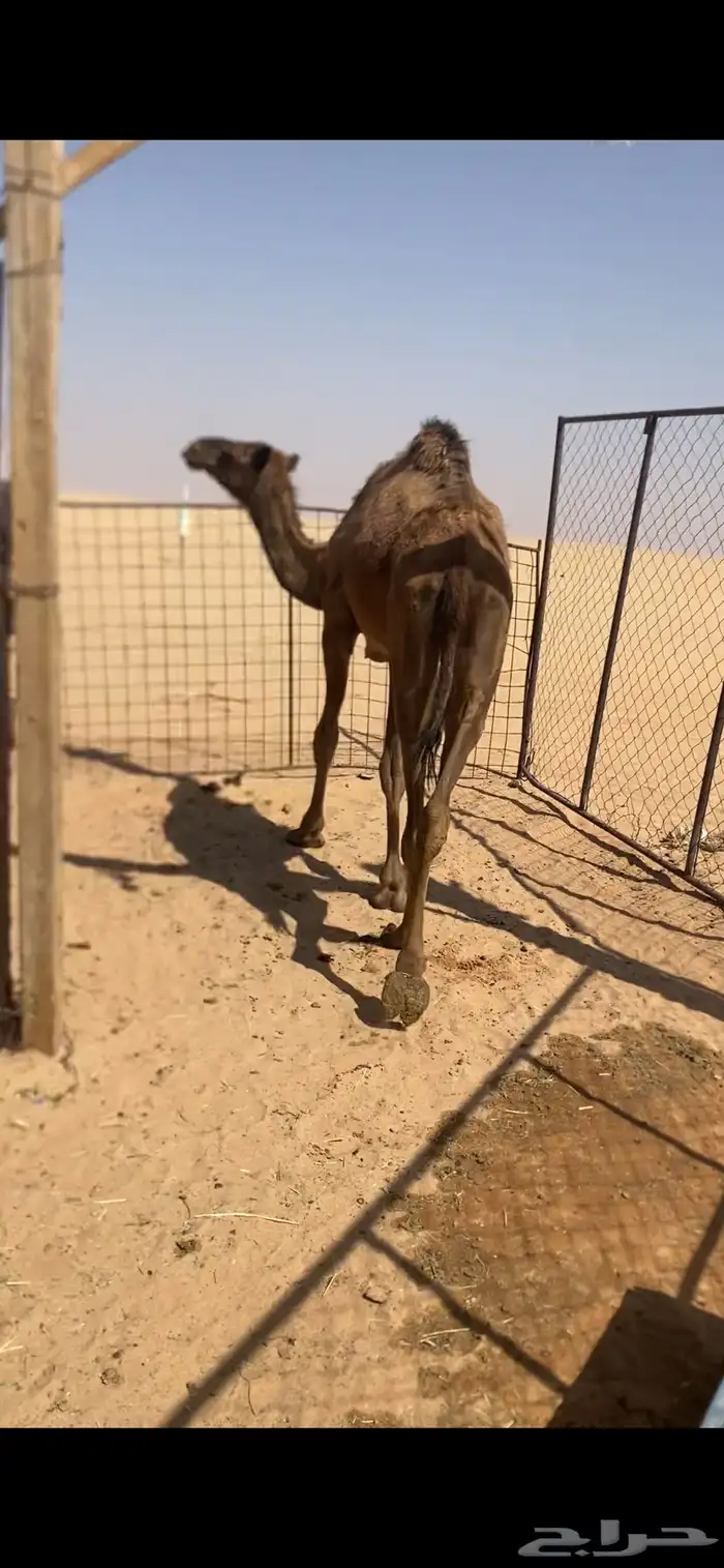 بكره للبيع 1