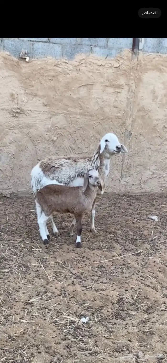 شاه تحتها رخل ساكليه صنف 0