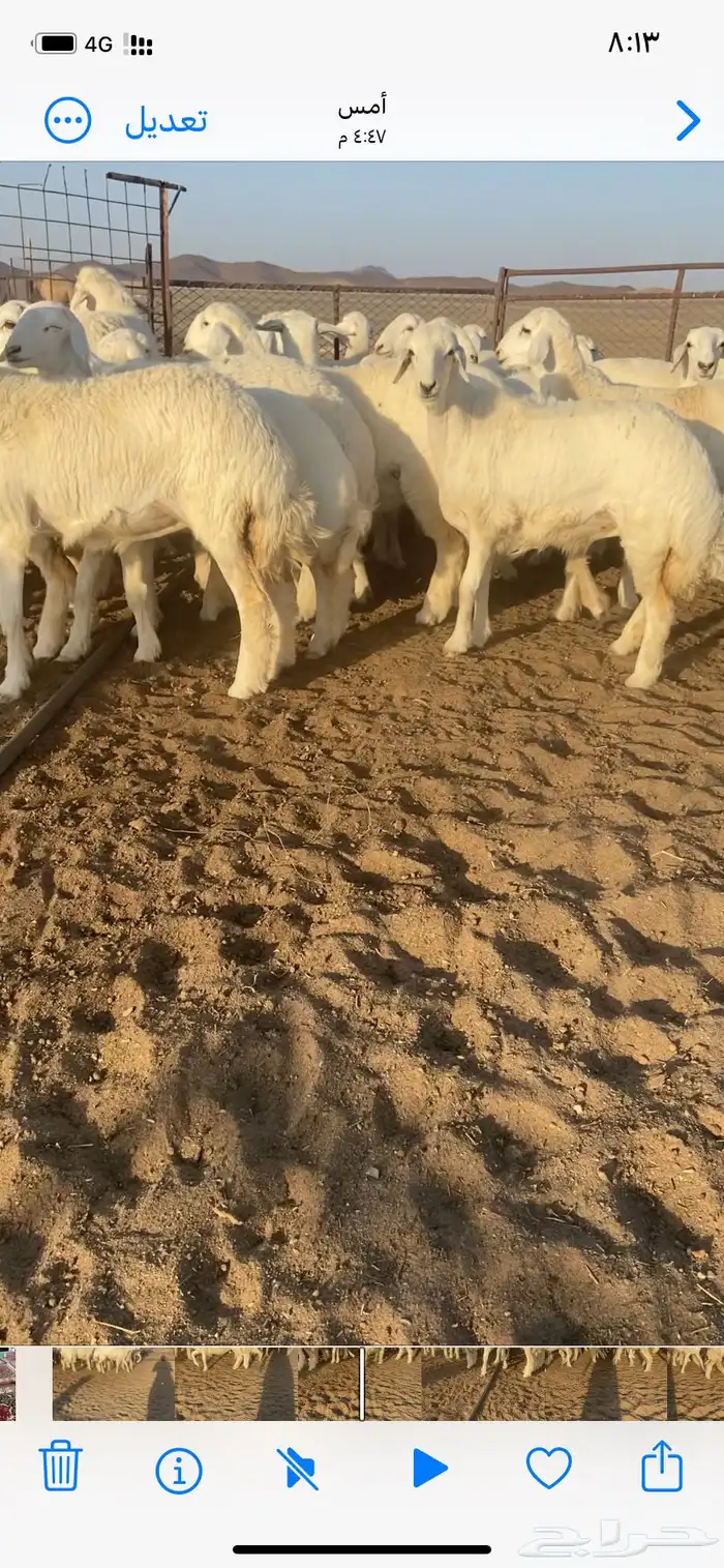 رخال مقاني صنف 6