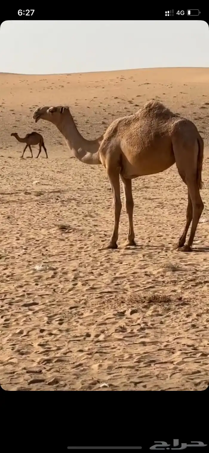 بكره حقه شعلا 1