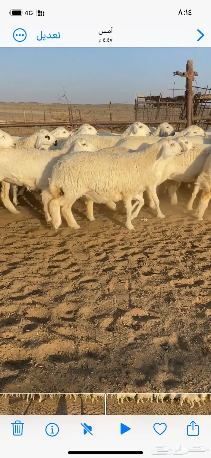 رخال مقاني صنف 1