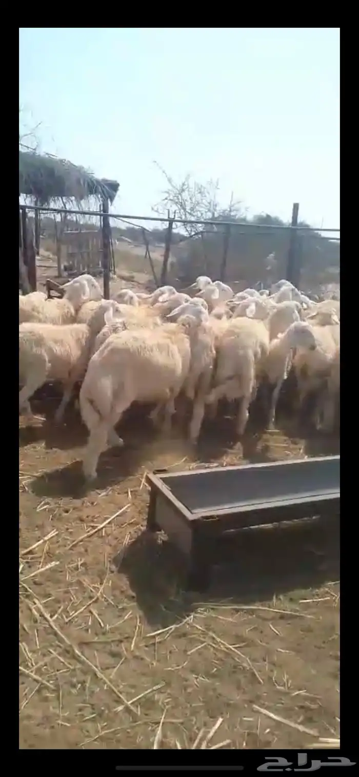 طليان ذبايح 0