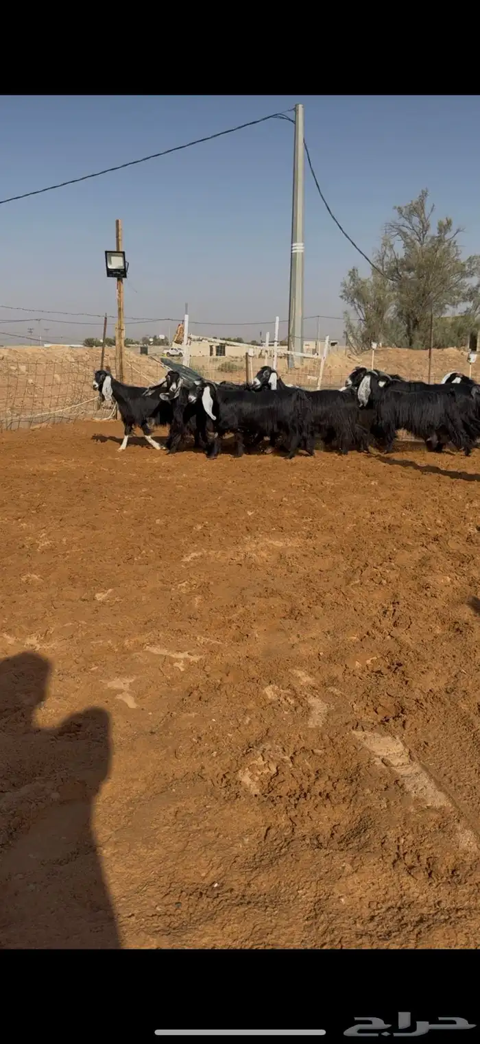 مراح معزا عوارض صنف ضريع ودفيع. 10