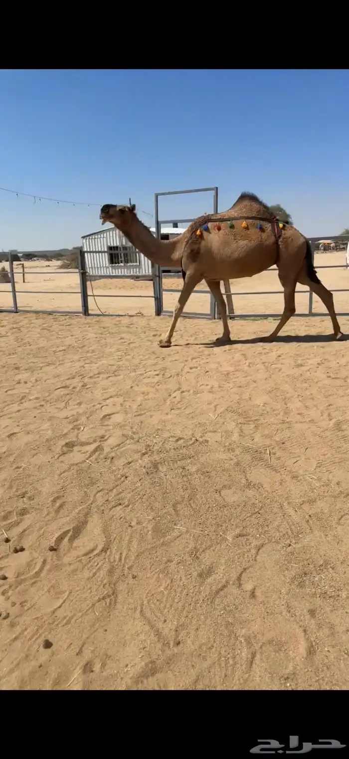 للبيع معشر حمراء 0