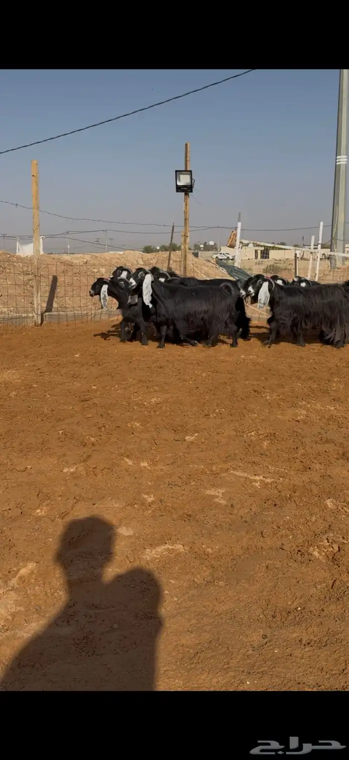 مراح معزا عوارض صنف ضريع ودفيع. 4