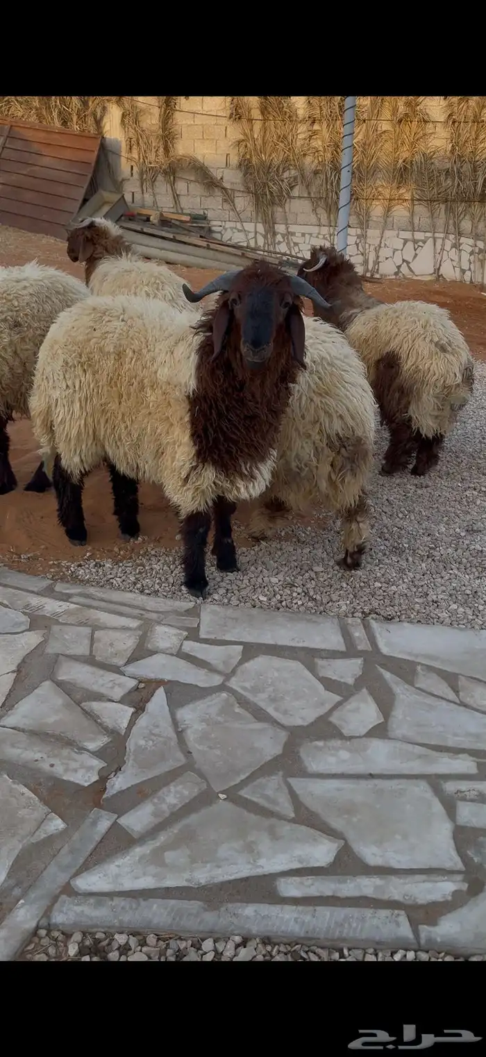 طليان نعيم بلدي جبرات 7